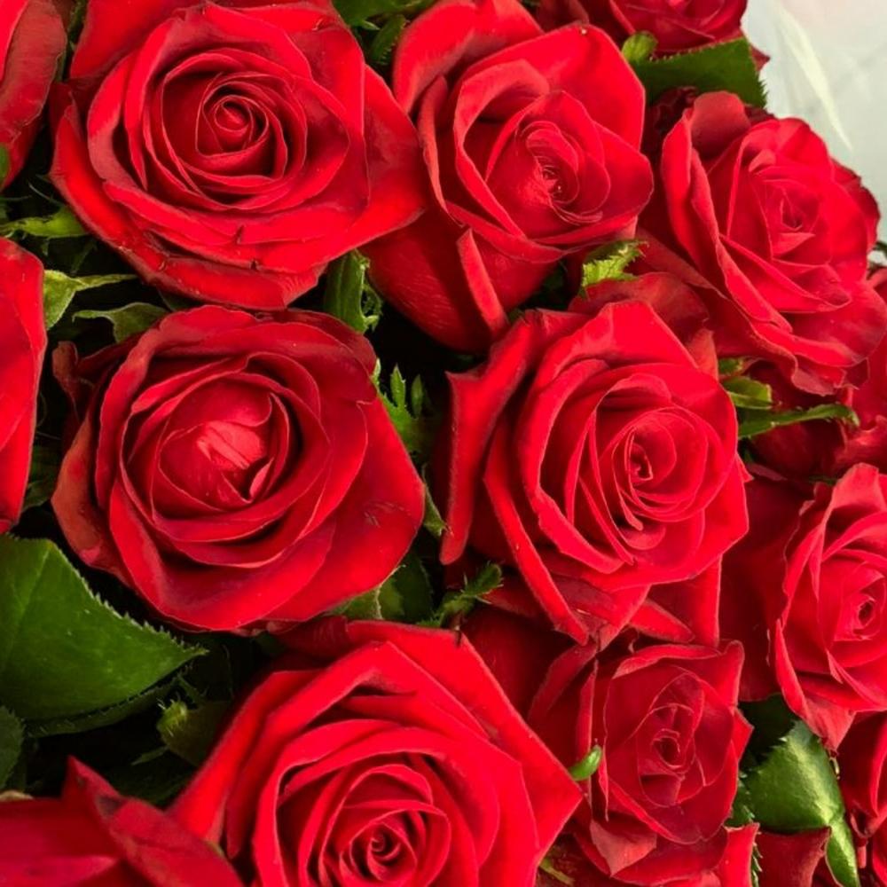 https://content3.flowwow-images.com/data/flowers/1000x1000/59/1603550714_7965659.jpg